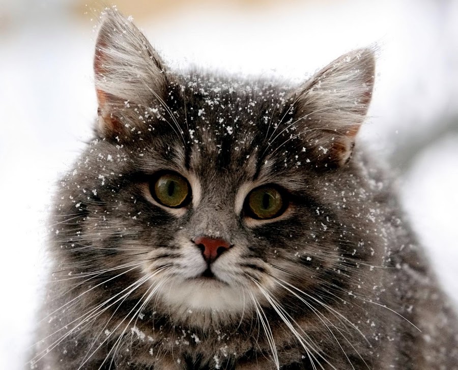 Miss Petunia by Adam Ree Hizaham - Animals - Cats Portraits