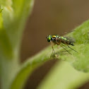 Long-legged Fly