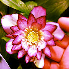 Dahlia
