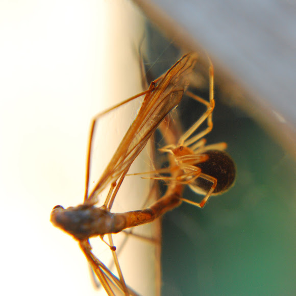 Spotting Image 1