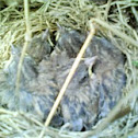 House Sparrow