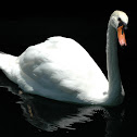 Mute Swan