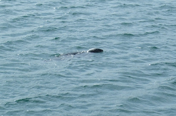 Spotting Image 1