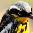 Southern WV Neotropical Birds