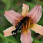 Orange Day Lily being visited by a female Eastern Tiger Swallowtail