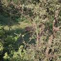 Golden Jackal
