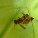 Wasp