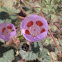 Desert Five-Spot