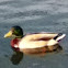 Mallard