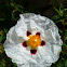 Gum Rockrose