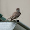 Eastern Phoebe