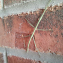 Green Walking Stick
