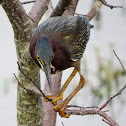 Green Heron