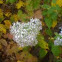 white small flowers