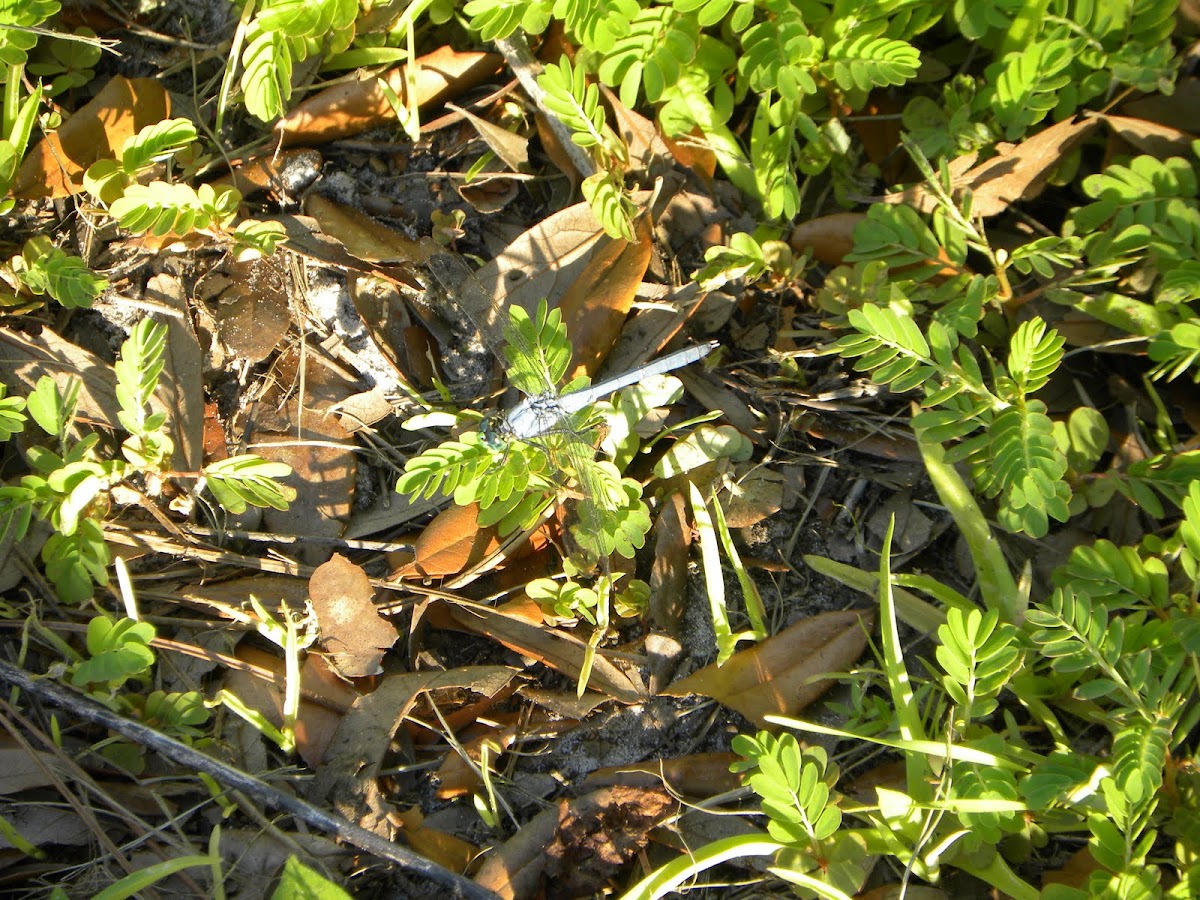 Little Blue Dragonlet dragon fly