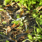 Little Blue Dragonlet dragon fly