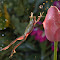 IMG_0015-1599.jpg