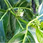 Noni