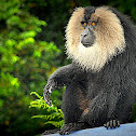Lion-tailed Macaque
