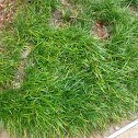 Monkey grass