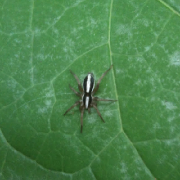 Spotting Image 1