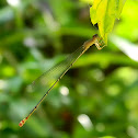 damselfly