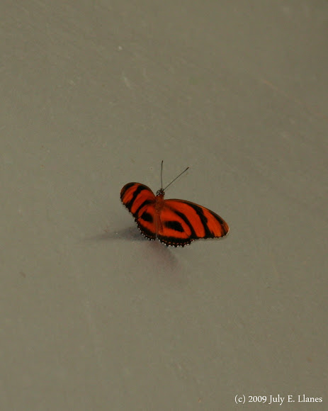 Spotting Image 1