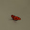 Banded Orange Heliconian