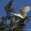 Intermediate Egret