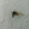 Mosca de la Humedad