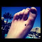 Ladybug
