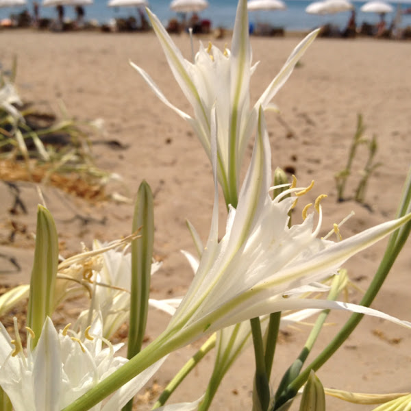 sea daffodil Project Noah