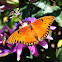 Gulf Fritillary