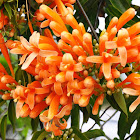 Flame Vine