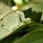 Caterpillar