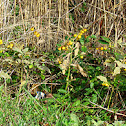 Horse Nettle