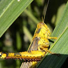 Javanese grasshopper, belalang kayu, belalang kunyit