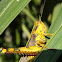 Javanese grasshopper, belalang kayu, belalang kunyit