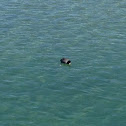 American Coot