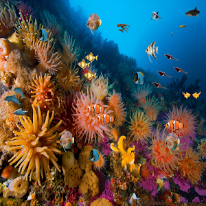 Coral reef free live wallpaper.apk 1.0