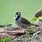 Eurasian Tree Sparrow