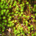 Haircap Moss