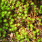 Haircap Moss