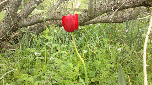 Spotting Image 1