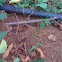 Stick bug
