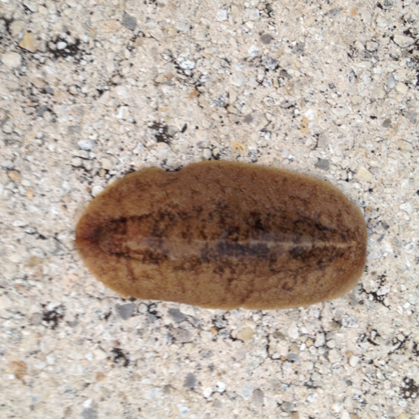 Pancake Slug Project Noah