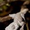 Kristin's Gecko