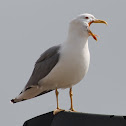 Gaivota-Prateada