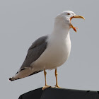 Gaivota-Prateada