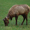 Elk